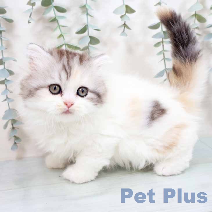 スコティッシュフォールド