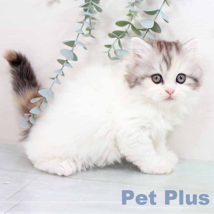 スコティッシュフォールドの写真2