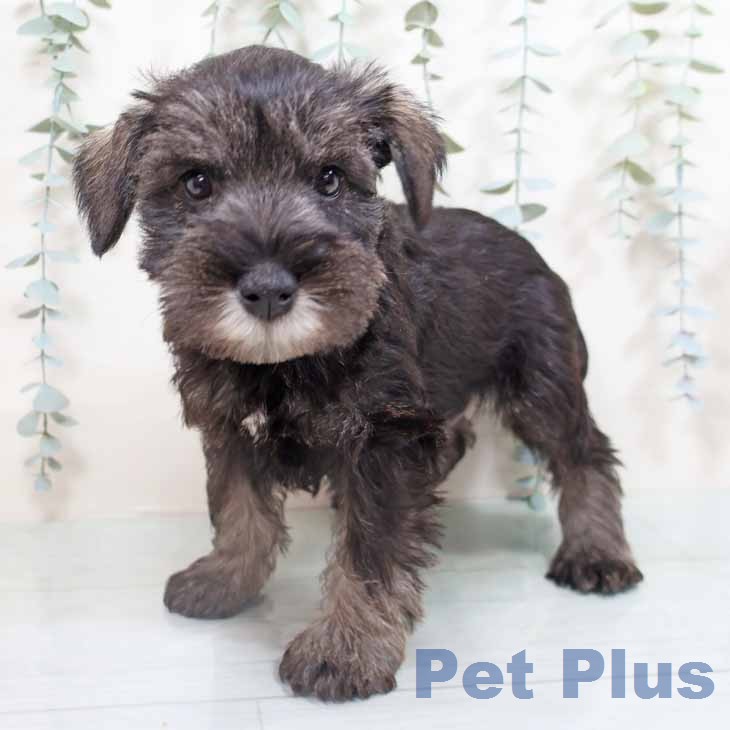 ミニチュア・シュナウザー