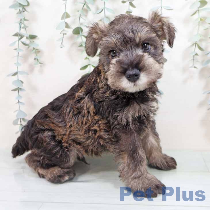 ミニチュア・シュナウザーの写真2