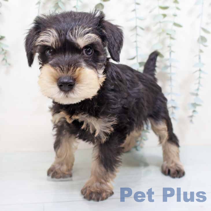 ミニチュア・シュナウザー