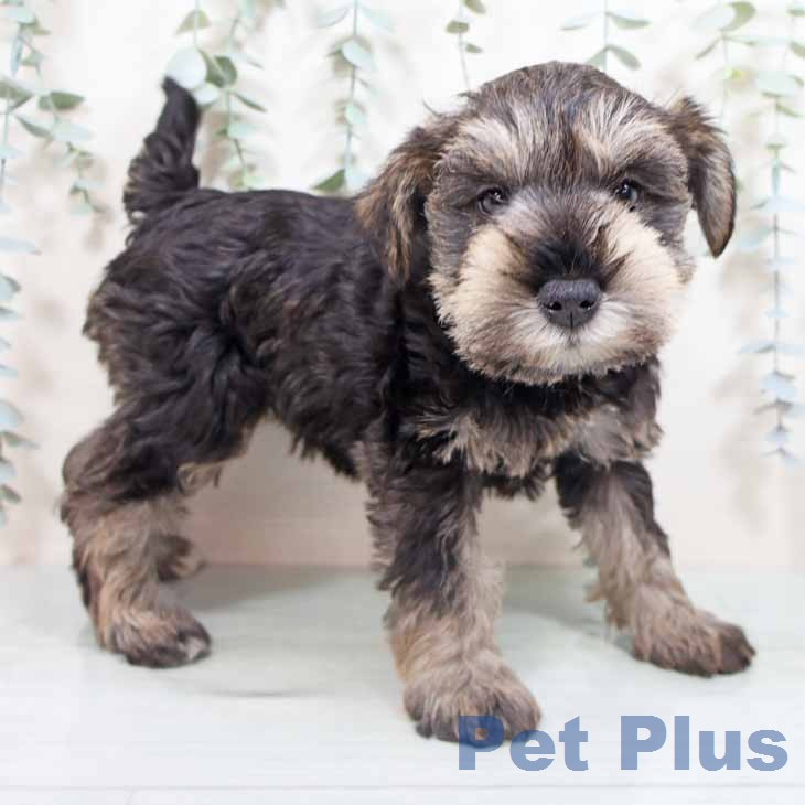 ミニチュア・シュナウザー