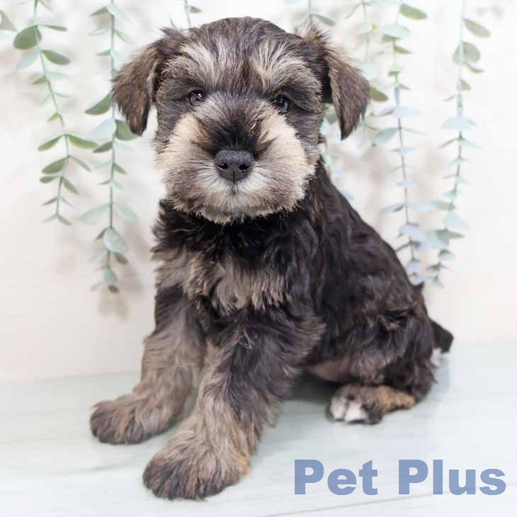 ミニチュア・シュナウザーの写真2