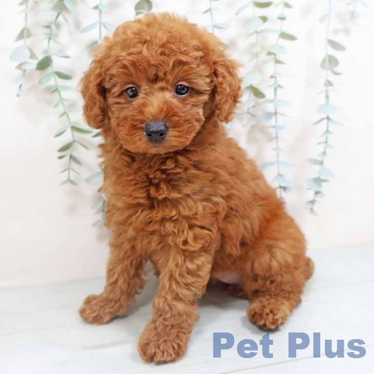 トイ・プードル