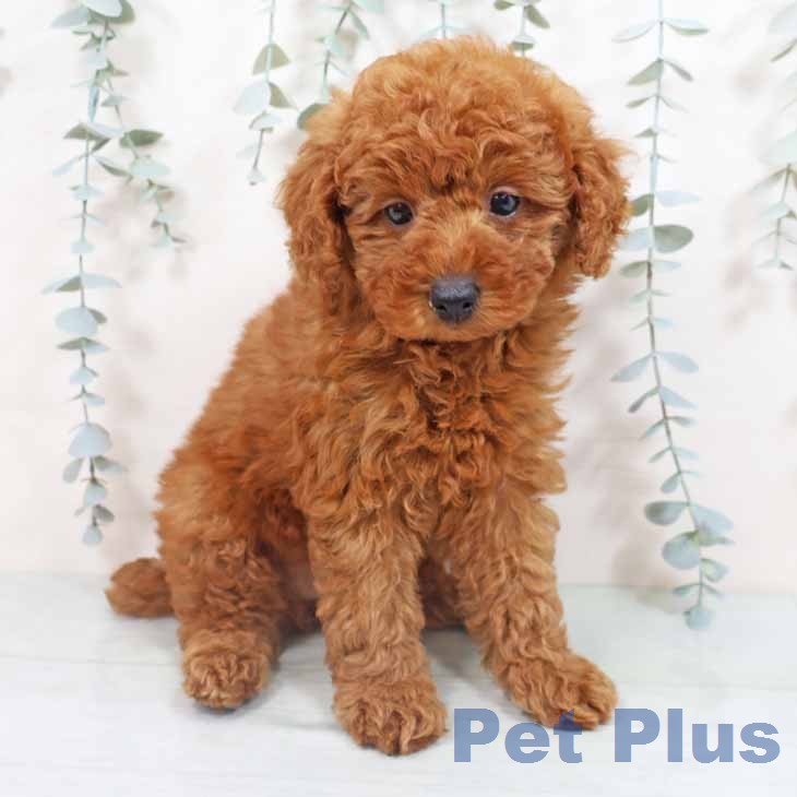 トイ・プードルの写真2