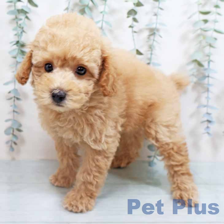 トイ・プードル