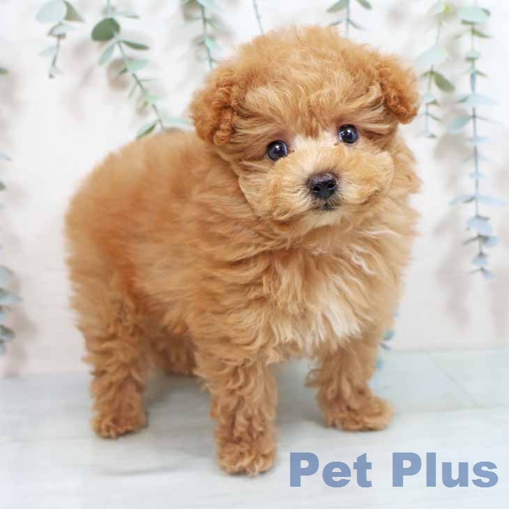 トイ・プードルの写真2