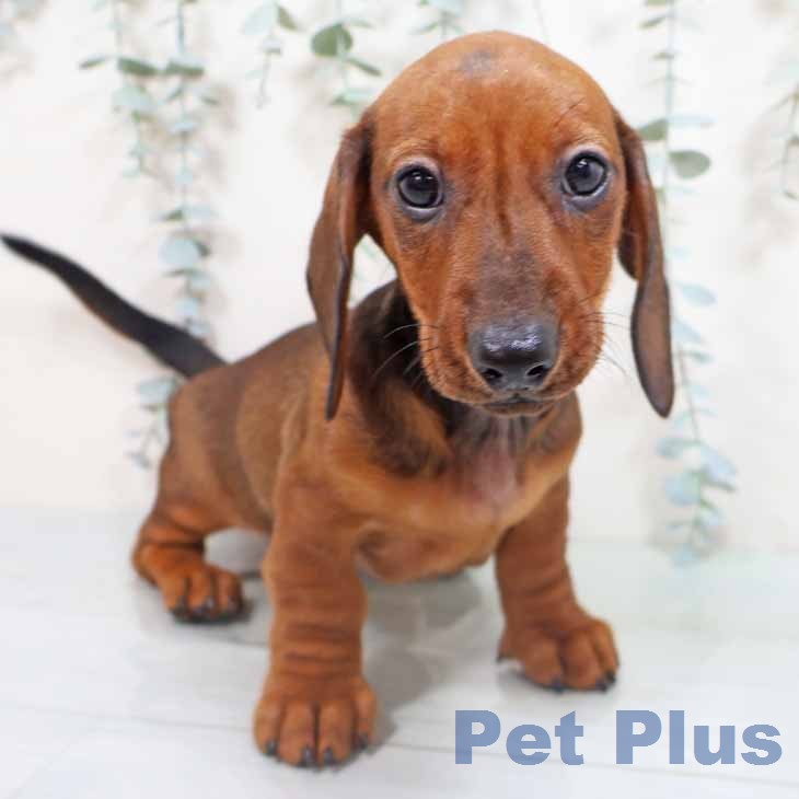 ミニチュア・ダックスフンド