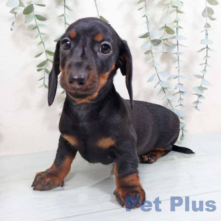 ミニチュア・ダックスフンドの写真2