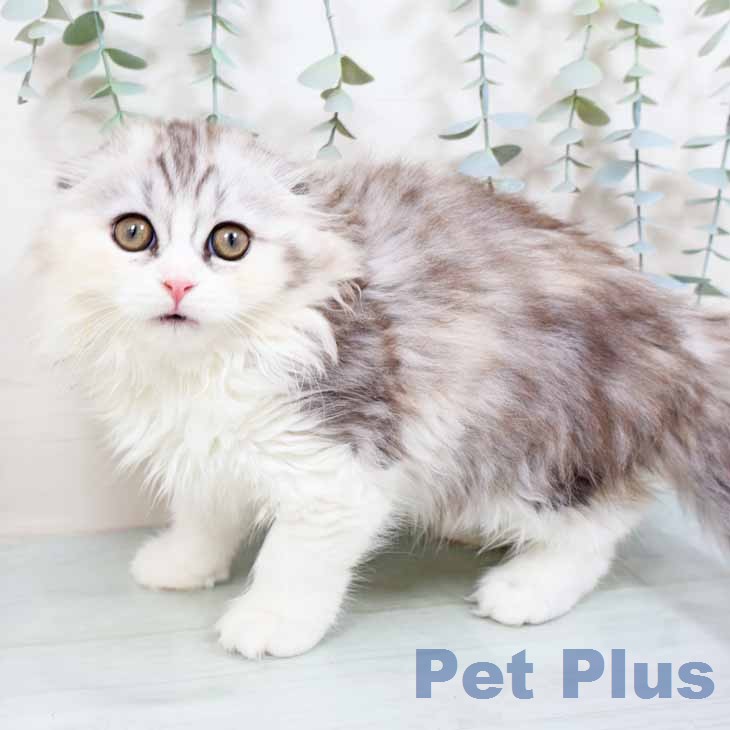 スコティッシュフォールドの写真2