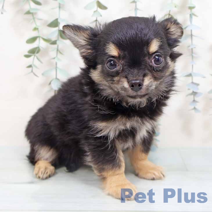 神奈川県のチワワ(ロング) (ペッツワン 横須賀久里浜店/2026年2月8日生まれ/男の子/ブラックタン)の子犬の1枚目の画像