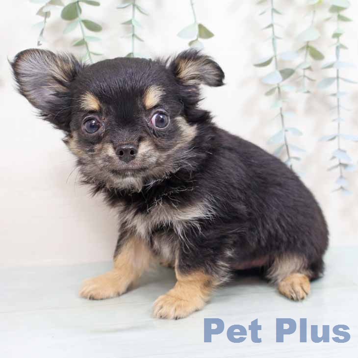 神奈川県のチワワ(ロング) (ペッツワン 横須賀久里浜店/2026年2月8日生まれ/男の子/ブラックタン)の子犬の2枚目の画像