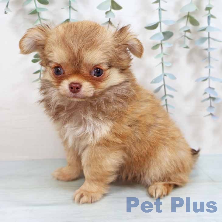 宮城県のチワワ(ロング) (ペットプラス 仙台上杉店/2026年2月8日生まれ/男の子/チョコレートフォーン)の子犬の1枚目の画像