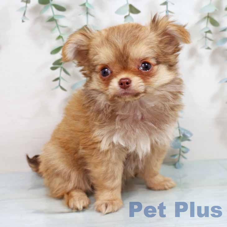 宮城県のチワワ(ロング) (ペットプラス 仙台上杉店/2026年2月8日生まれ/男の子/チョコレートフォーン)の子犬の2枚目の画像