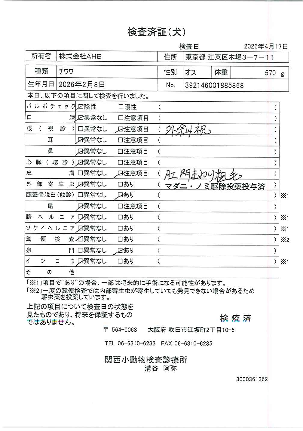 チワワ