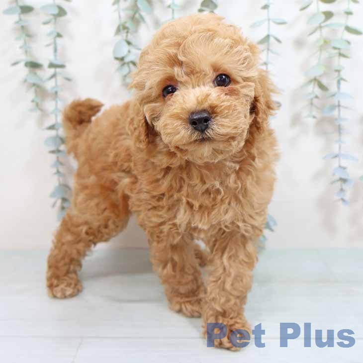 トイ・プードル