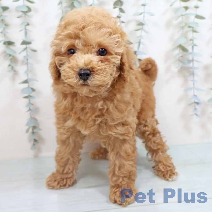 トイ・プードルの写真2