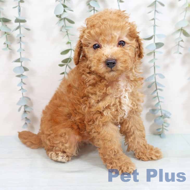 トイ・プードル