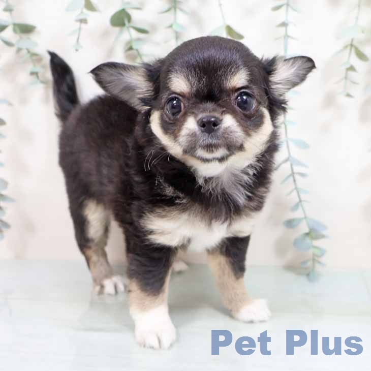 福島県のチワワ(ロング) (ペットプラス 福島店/2026年2月18日生まれ/女の子/ブラックタンホワイト)の子犬