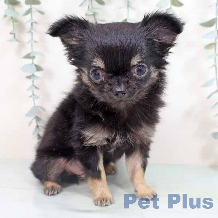 東京都のチワワ(ロング) (ペットプラス 大井町トラックス店/2026年2月2日生まれ/女の子/ブラックタン)の子犬の1枚目の画像