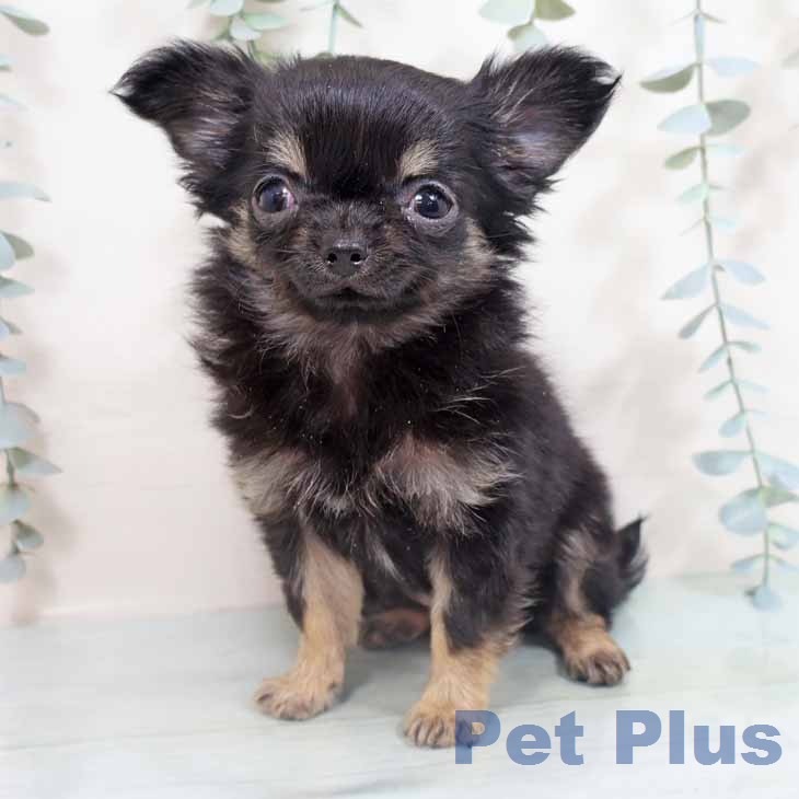 東京都のチワワ(ロング) (ペットプラス 大井町トラックス店/2026年2月2日生まれ/女の子/ブラックタン)の子犬の2枚目の画像