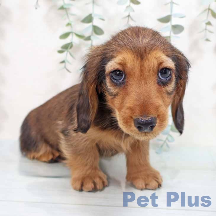 ミニチュア・ダックスフンドの写真2