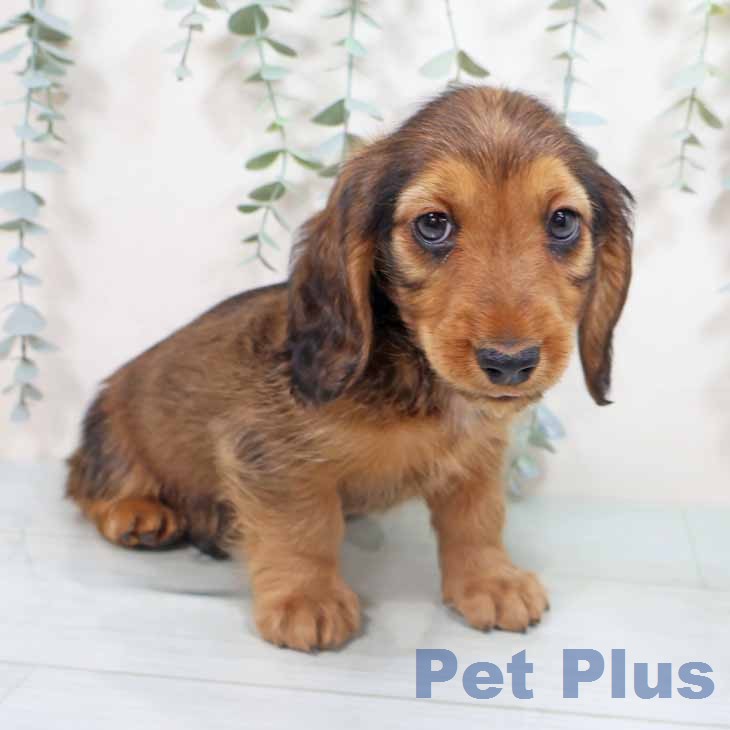 ミニチュア・ダックスフンド