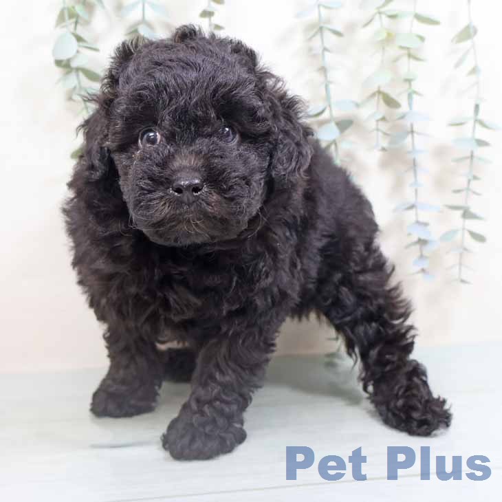 トイ・プードルの写真2