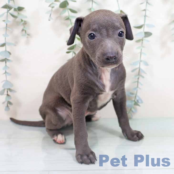 イタリアン・グレーハウンドの写真2