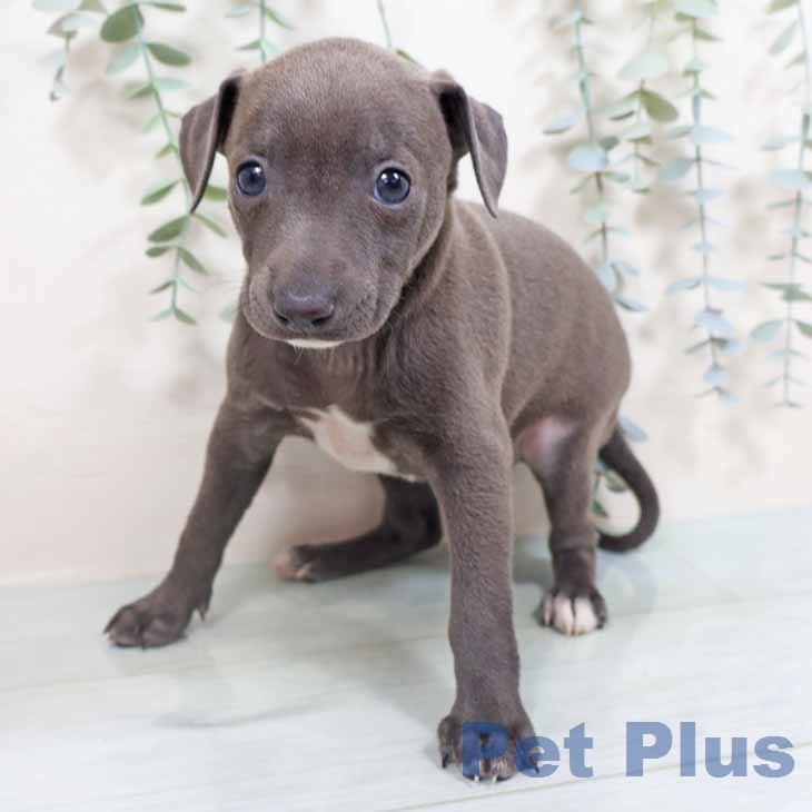 イタリアン・グレーハウンド