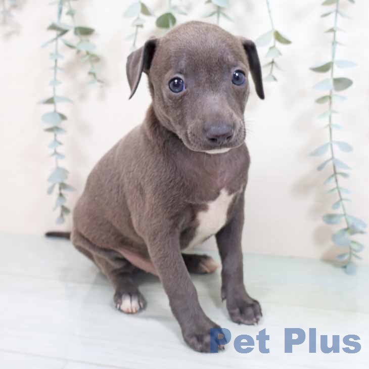 イタリアン・グレーハウンドの写真2