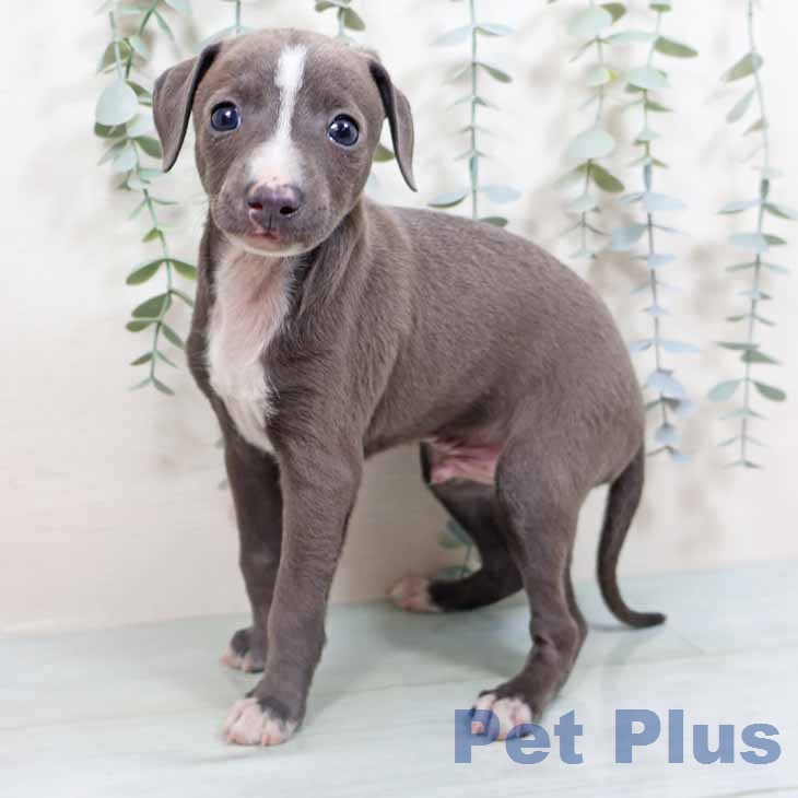 イタリアン・グレーハウンド