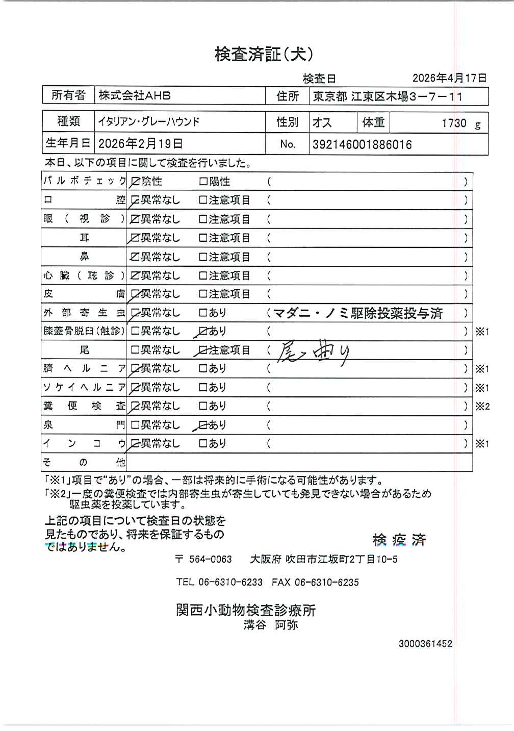 イタリアン・グレーハウンド