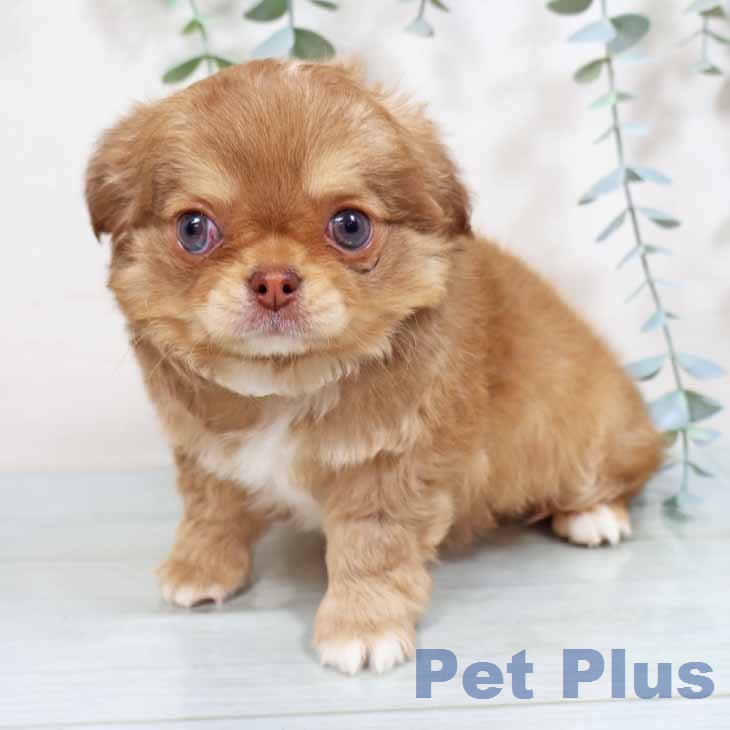 新潟県のチワワ(ロング) (ペットプラス 新潟南店/2026年2月19日生まれ/男の子/チョコレートフォーンホワイト)の子犬の1枚目の画像