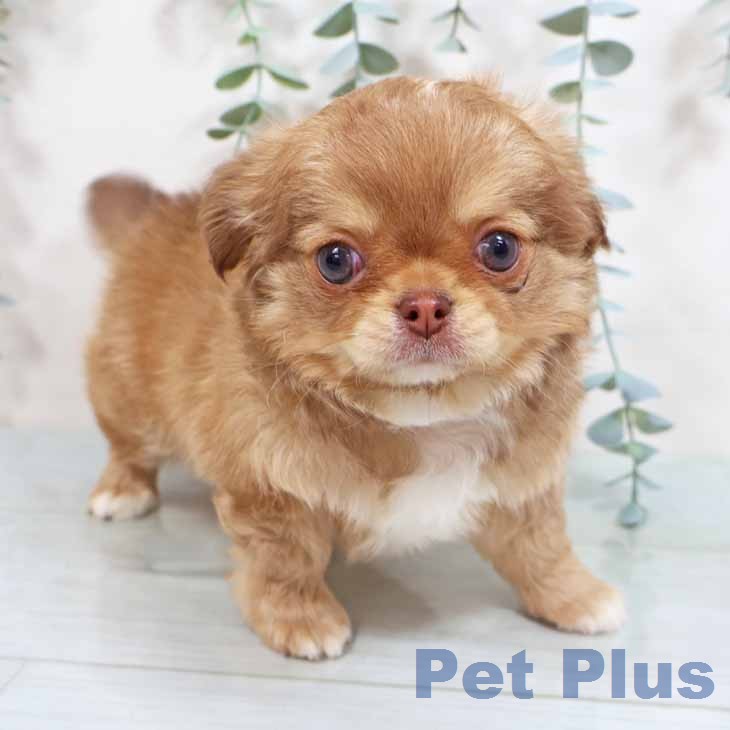 新潟県のチワワ(ロング) (ペットプラス 新潟南店/2026年2月19日生まれ/男の子/チョコレートフォーンホワイト)の子犬の2枚目の画像