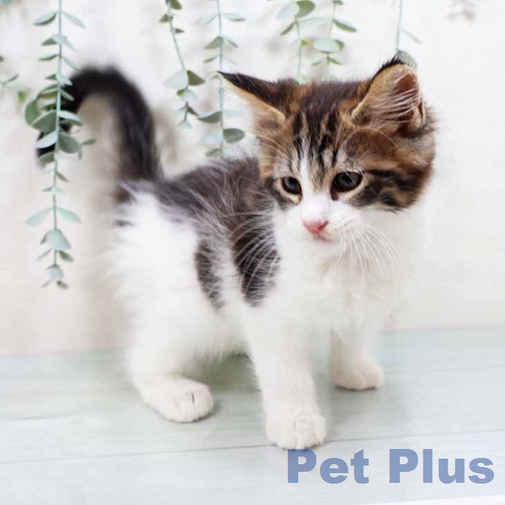 メインクーンの写真2