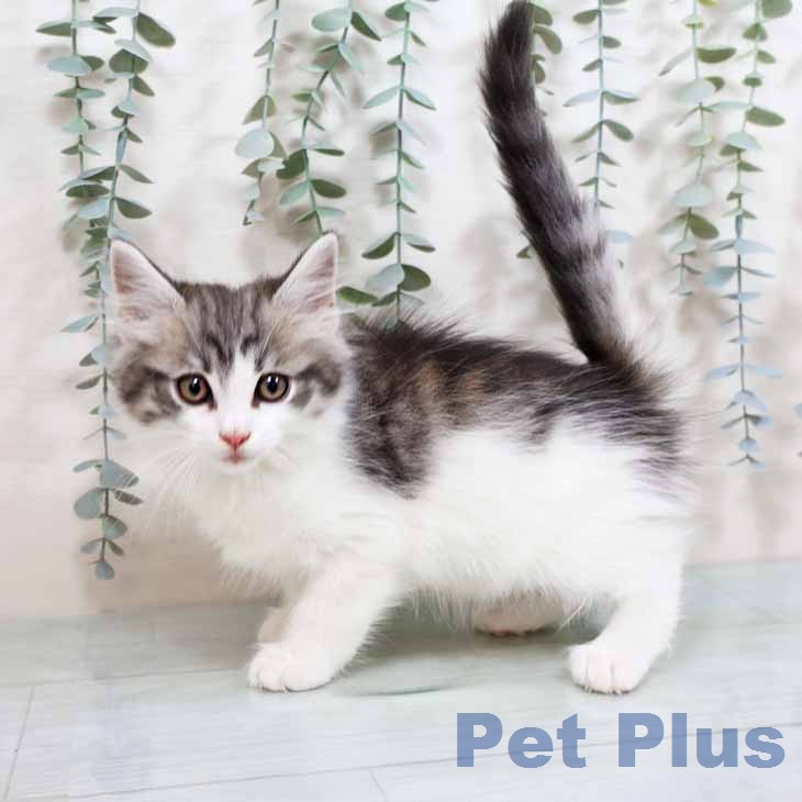 ノルウェージャンフォレストキャットの写真2