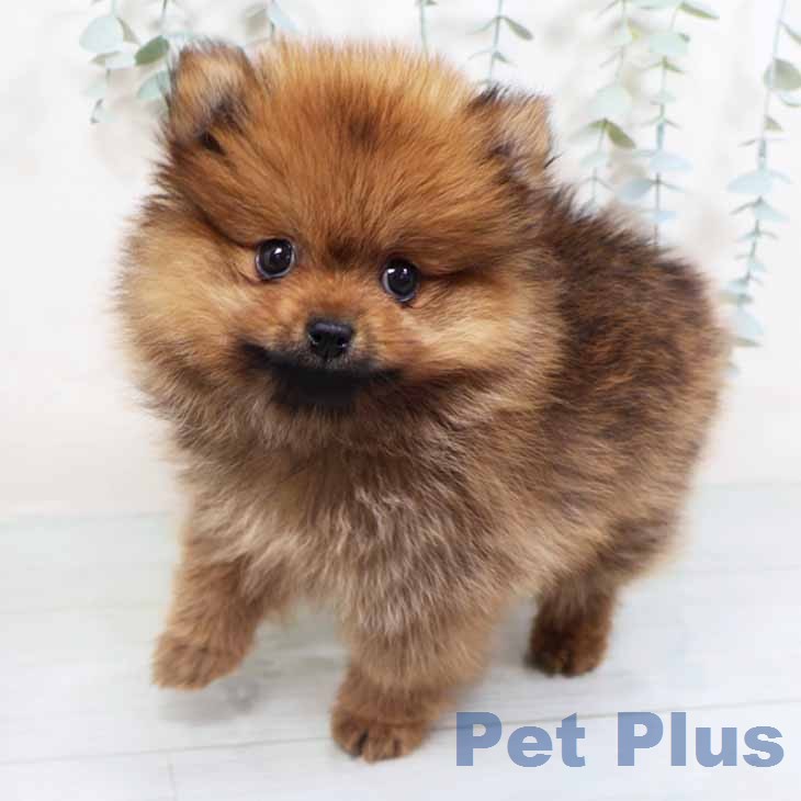 ポメラニアンの写真2