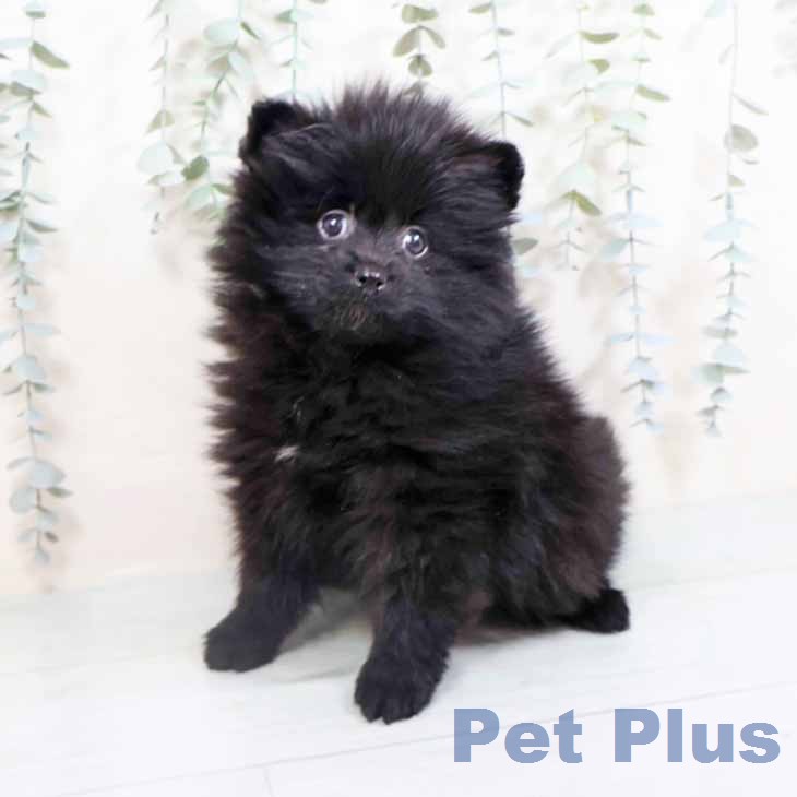 ポメラニアンの写真2