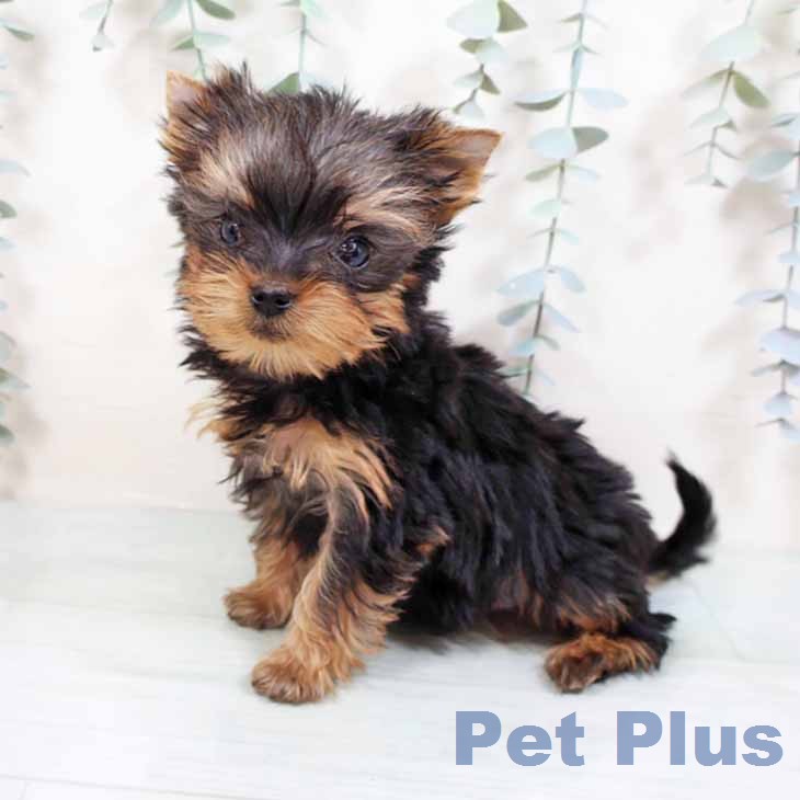 ヨークシャー・テリアの写真2