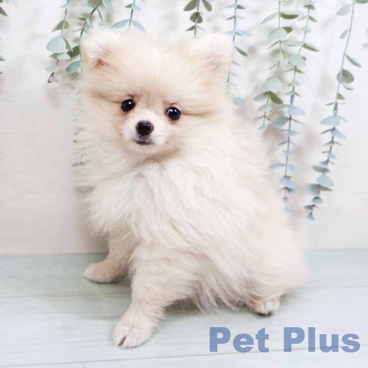 ポメラニアンの写真2