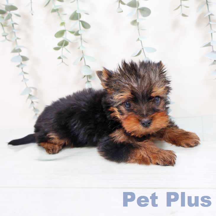 ヨークシャー・テリア