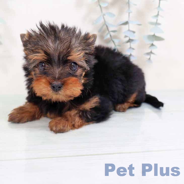 ヨークシャー・テリアの写真2