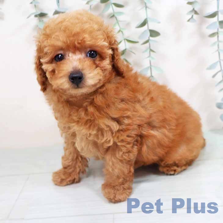 トイ・プードル