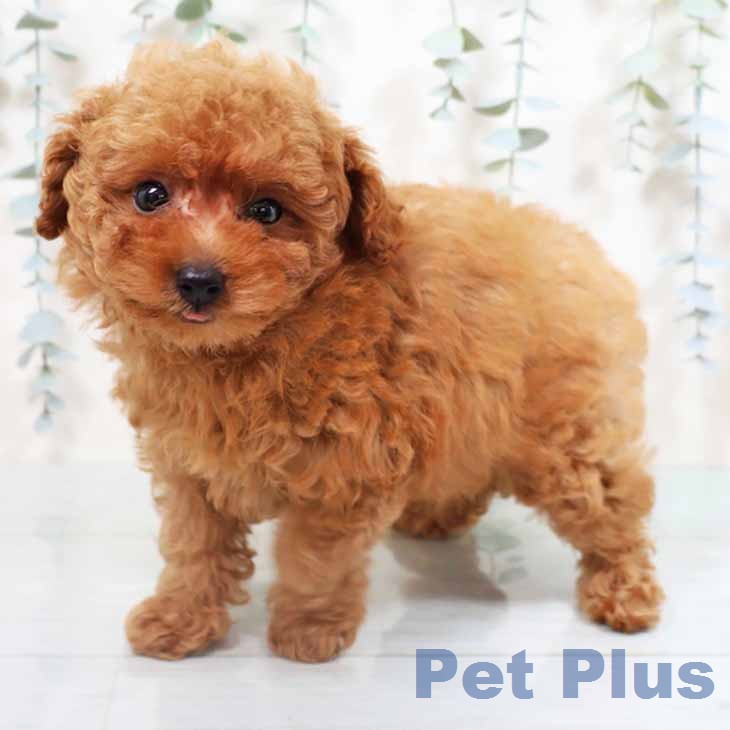 トイ・プードル