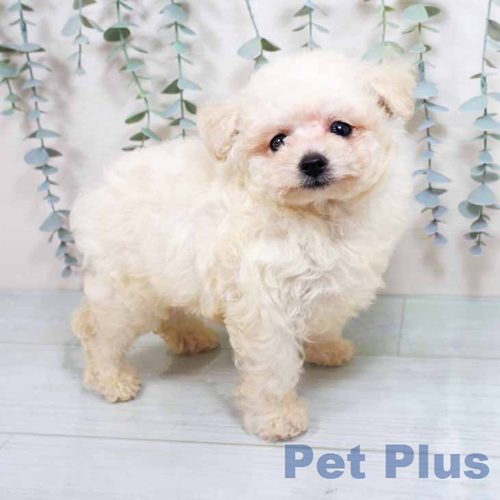 大阪府のトイプードル(トイ) (ペットプラス イオン大日店/2026年2月17日生まれ/男の子/ペールフォーン)の子犬