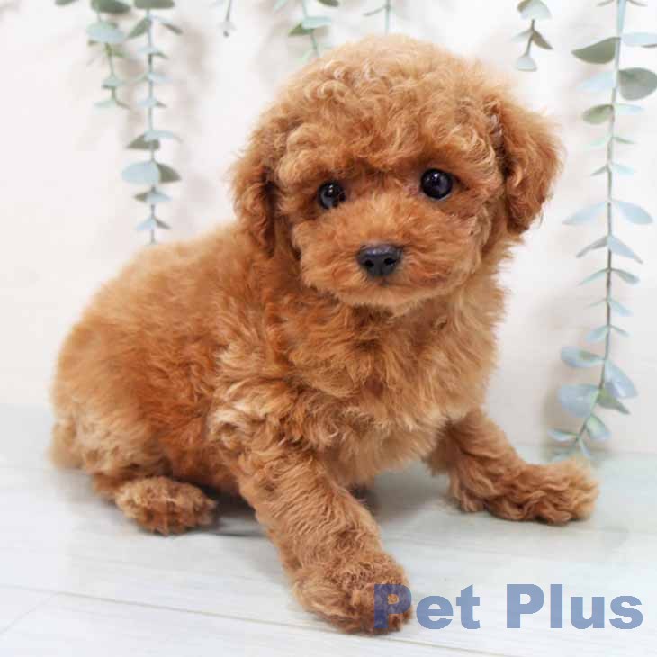 トイ・プードルの写真2