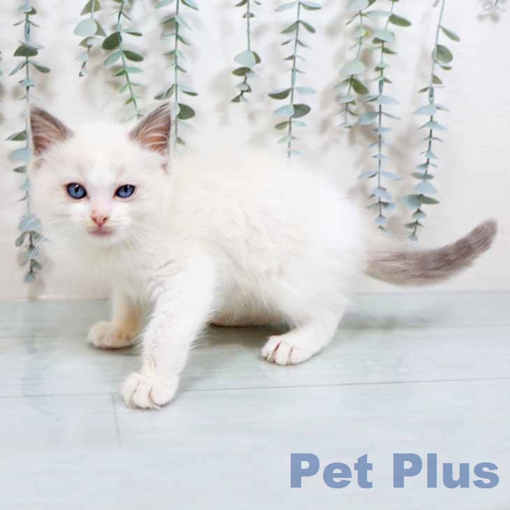 ラグドールの写真2