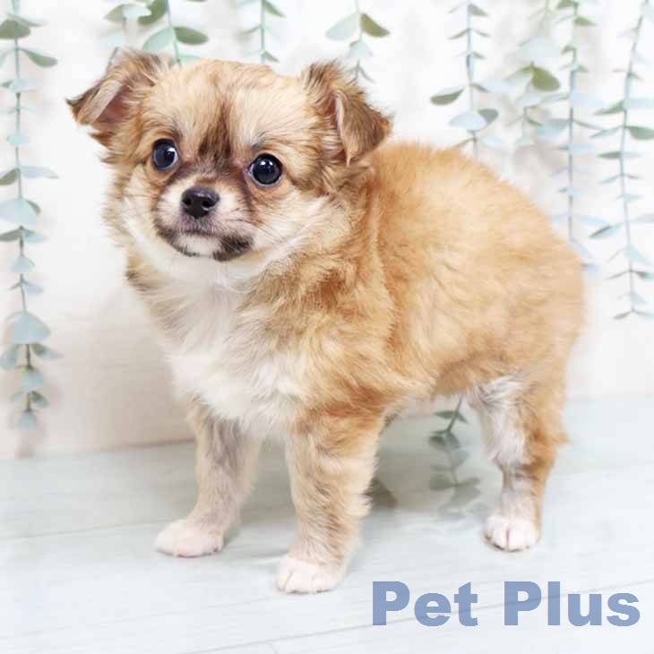 大阪府のチワワ(ロング) (ペットプラス 四條畷店/2026年2月23日生まれ/女の子/レッド)の子犬の1枚目の画像