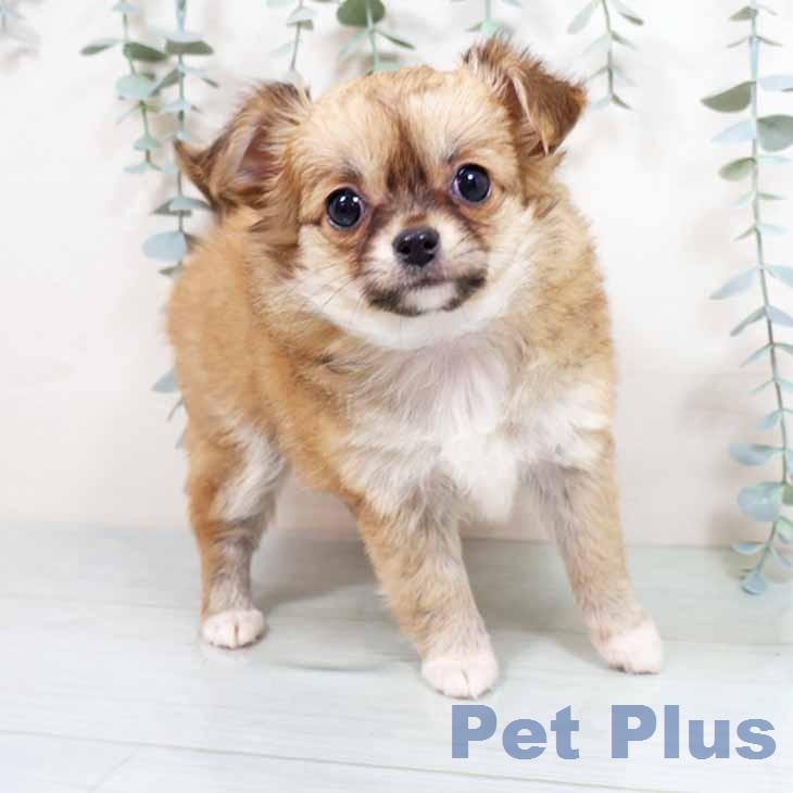 大阪府のチワワ(ロング) (ペットプラス 四條畷店/2026年2月23日生まれ/女の子/レッド)の子犬の2枚目の画像